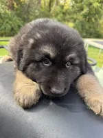 Max, a male German Shepherd Dog for sale in Spencerport, NY – Photo 7 of 7