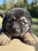 Max, a male German Shepherd Dog for sale in Spencerport, NY – Photo 2 of 7