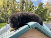 Max, a male German Shepherd Dog for sale in Spencerport, NY – Photo 6 of 7