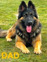 Max, a male German Shepherd Dog for sale in Spencerport, NY – Photo 4 of 7