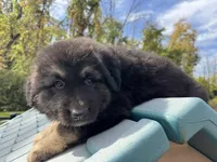 Max, a male German Shepherd Dog for sale in Spencerport, NY – Photo 5 of 7