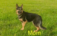 Max, a male German Shepherd Dog for sale in Spencerport, NY – Photo 3 of 7