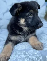 Lina, a female German Shepherd Dog for sale in Spencerport, NY – Photo 5 of 10