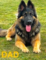 Lina, a female German Shepherd Dog for sale in Spencerport, NY – Photo 4 of 10