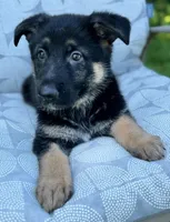 Lina, a female German Shepherd Dog for sale in Spencerport, NY – Photo 2 of 10