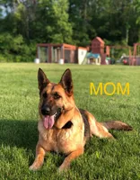 Lina, a female German Shepherd Dog for sale in Spencerport, NY – Photo 3 of 10