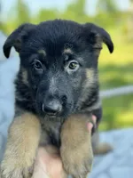 Lina, a female German Shepherd Dog for sale in Spencerport, NY – Photo 6 of 10