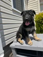 Lina, a female German Shepherd Dog for sale in Spencerport, NY – Photo 8 of 10