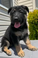Lina, a female German Shepherd Dog for sale in Spencerport, NY – Photo 1 of 10