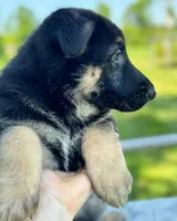 Lina, a female German Shepherd Dog for sale in Spencerport, NY – Photo 7 of 10