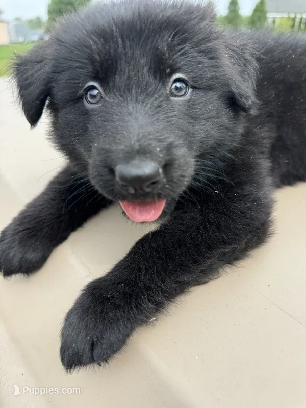 Linda – German Shepherd Dog puppy for sale in Spencerport, NY