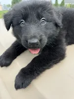 Linda, a female German Shepherd Dog for sale in Spencerport, NY – 1 of 10