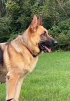 Jessie , a female German Shepherd Dog for sale in Spencerport, NY – 2 of 6