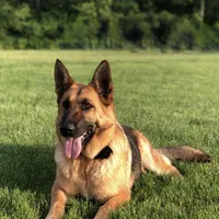 Jessie, a female German Shepherd Dog for sale in Spencerport, NY – 1 of 1