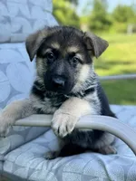 Lana, a female German Shepherd Dog for sale in Spencerport, NY – Photo 1 of 10