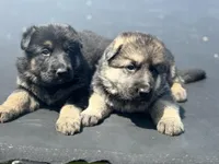 Lana, a female German Shepherd Dog for sale in Spencerport, NY – Photo 4 of 10