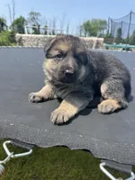 Lana, a female German Shepherd Dog for sale in Spencerport, NY – Photo 8 of 10