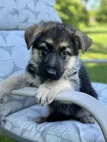 Lana, a female German Shepherd Dog for sale in Spencerport, NY – Photo 9 of 10