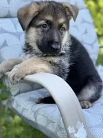 Lana, a female German Shepherd Dog for sale in Spencerport, NY – Photo 3 of 10