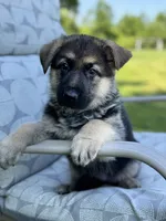 Lana, a female German Shepherd Dog for sale in Spencerport, NY – Photo 5 of 10