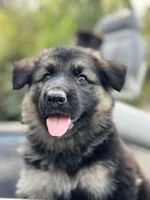 Jack, a male German Shepherd Dog for sale in Spencerport, NY – 6 of 10