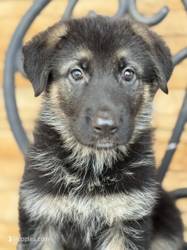 Zara – German Shepherd Dog puppy for sale in Spencerport, NY