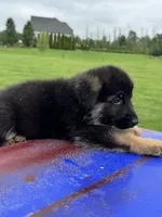 Max, a male German Shepherd Dog for sale in Spencerport, NY – 3 of 10