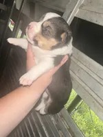 Chunky monkey, a male Cardigan Welsh Corgi for sale in Saint Elizabeth, MO – 3 of 8