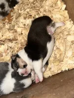 Chunky monkey, a male Cardigan Welsh Corgi for sale in Saint Elizabeth, MO – 2 of 8