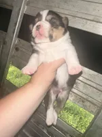 Chunky monkey, a male Cardigan Welsh Corgi for sale in Saint Elizabeth, MO – 4 of 8
