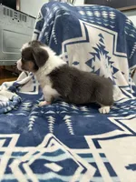 Bluey, a female Cardigan Welsh Corgi for sale in Saint Elizabeth, MO – 5 of 10