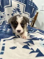 Bluey, a female Cardigan Welsh Corgi for sale in Saint Elizabeth, MO – 4 of 10
