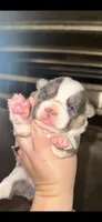 Bluey, a female Cardigan Welsh Corgi for sale in Saint Elizabeth, MO – 1 of 7