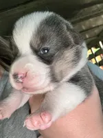 Bluey, a female Cardigan Welsh Corgi for sale in Saint Elizabeth, MO – 2 of 7