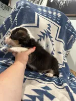 Big boy, a male Cardigan Welsh Corgi for sale in Saint Elizabeth, MO – 4 of 9