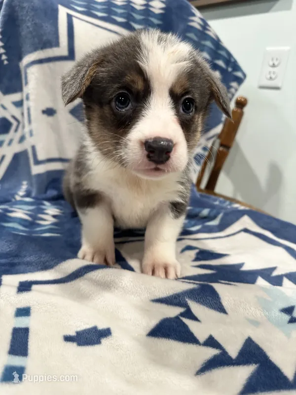 Bluey – Cardigan Welsh Corgi puppy for sale in Saint Elizabeth, MO