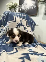 Big boy, a male Cardigan Welsh Corgi for sale in Saint Elizabeth, MO – 2 of 9