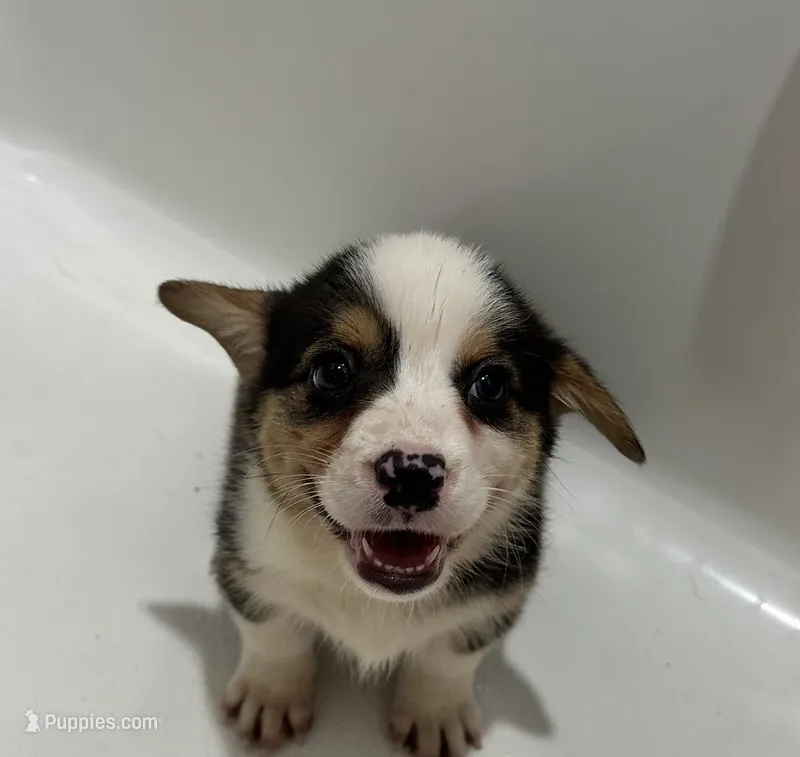 Big boy – Cardigan Welsh Corgi puppy for sale in Saint Elizabeth, MO