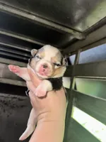 Runt Merle female , a female Cardigan Welsh Corgi for sale in Saint Elizabeth, MO – 1 of 7