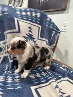 Runt Merle female - SALE PENDING, a female Cardigan Welsh Corgi for sale in Saint Elizabeth, MO – 2 of 9
