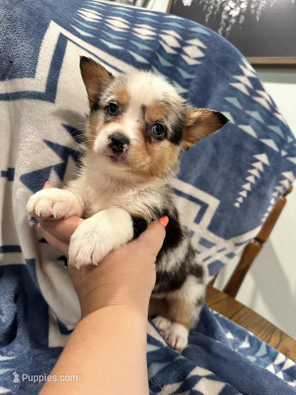 Runt Merle female  – Cardigan Welsh Corgi puppy for sale in Saint Elizabeth, MO