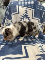 Runt Merle female - SALE PENDING, a female Cardigan Welsh Corgi for sale in Saint Elizabeth, MO – 7 of 9
