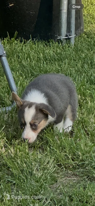 Bluey – Cardigan Welsh Corgi puppy for sale in Saint Elizabeth, MO