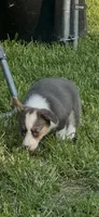Bluey, a female Cardigan Welsh Corgi for sale in Saint Elizabeth, MO – 1 of 10