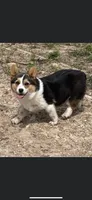 Bluey, a female Cardigan Welsh Corgi for sale in Saint Elizabeth, MO – 4 of 7