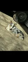 Bluey, a female Cardigan Welsh Corgi for sale in Saint Elizabeth, MO – 5 of 7
