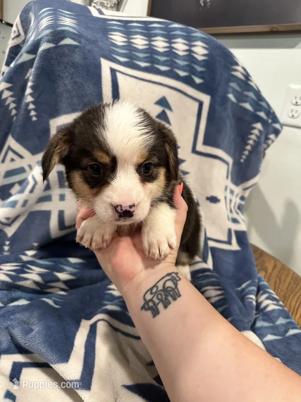 Big boy – Cardigan Welsh Corgi puppy for sale in Saint Elizabeth, MO