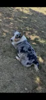 Bluey, a female Cardigan Welsh Corgi for sale in Saint Elizabeth, MO – 7 of 7