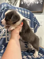 Bluey, a female Cardigan Welsh Corgi for sale in Saint Elizabeth, MO – 6 of 10