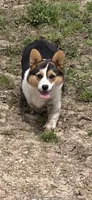 Bluey, a female Cardigan Welsh Corgi for sale in Saint Elizabeth, MO – 6 of 7